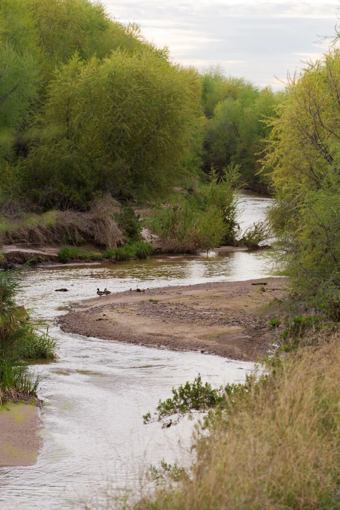 Image of the flowing Santa Cruz River 