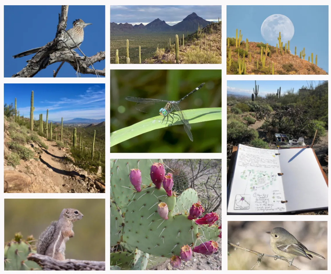 A collection of images from the Sonoran Desert including cactus, birds, dragonfly and moon, 