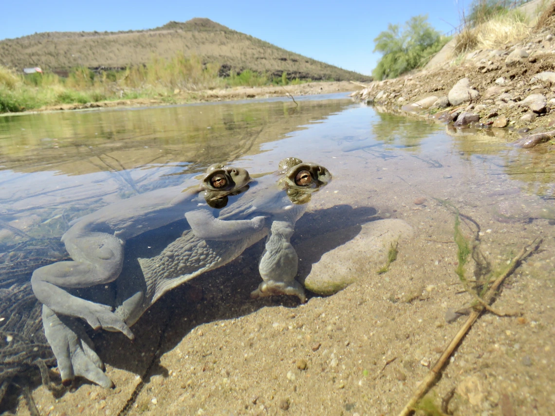 Sonoran Desert toads in Santa Cruz River