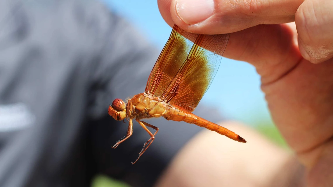 Closeup of person holding a dragonfly