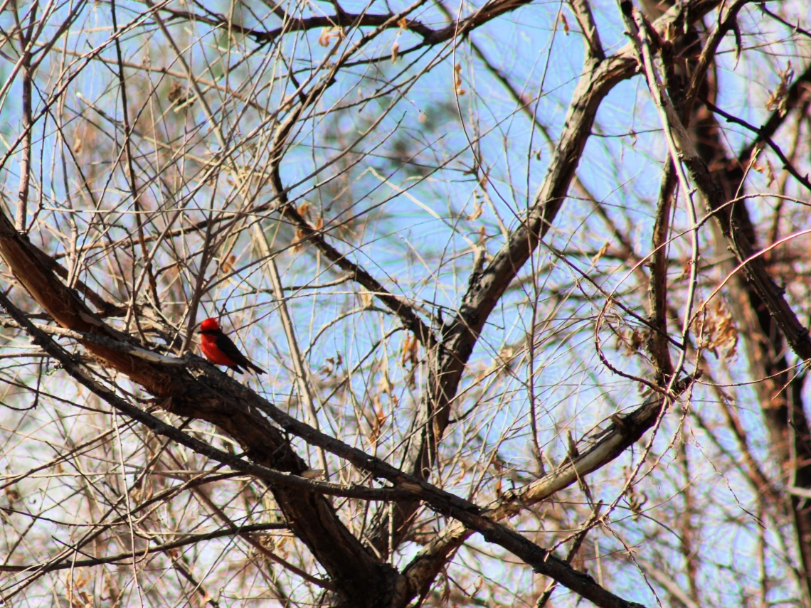 Vermilion Flycatcher at Sweetwater Wetlands