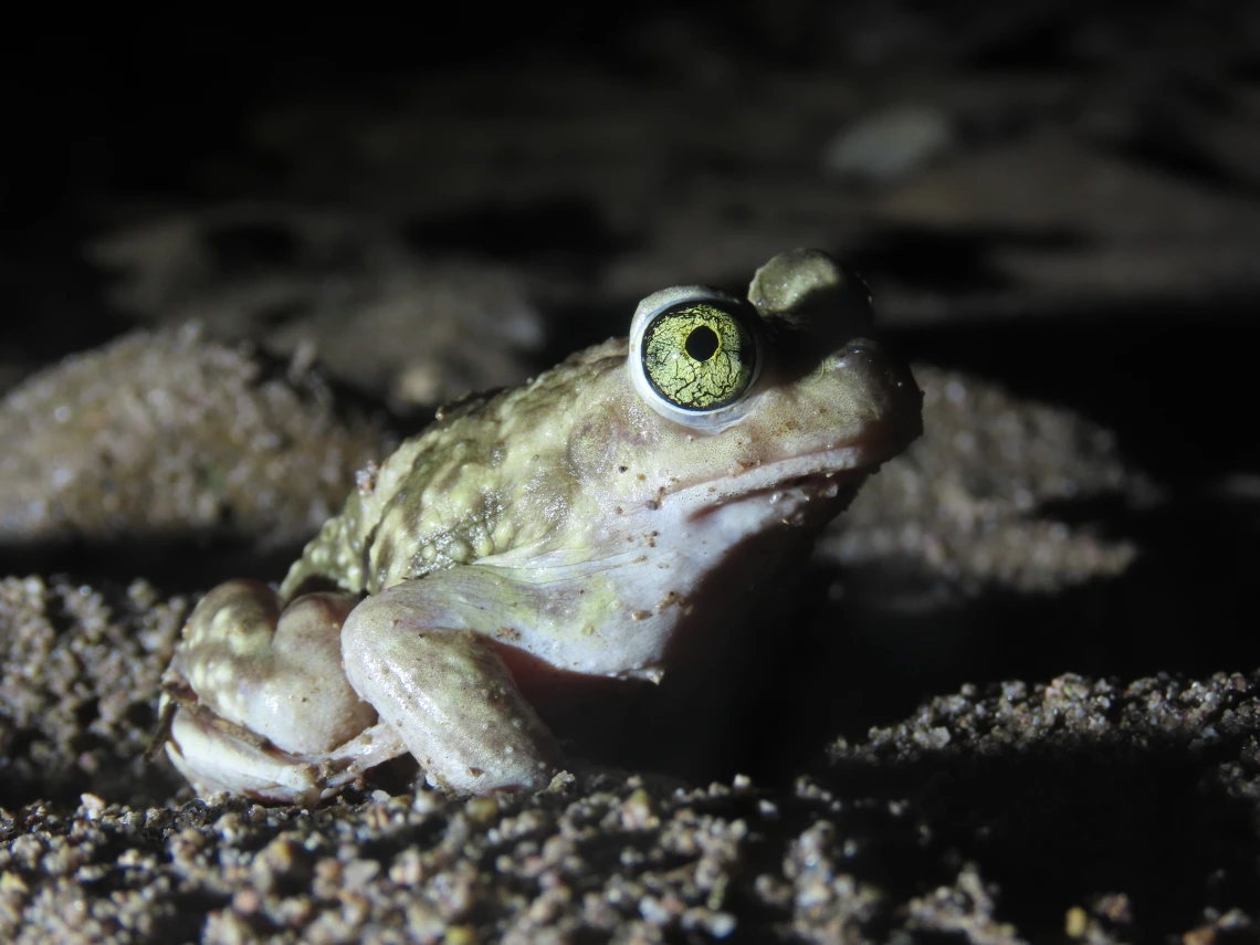 Couch's spadefoot toad