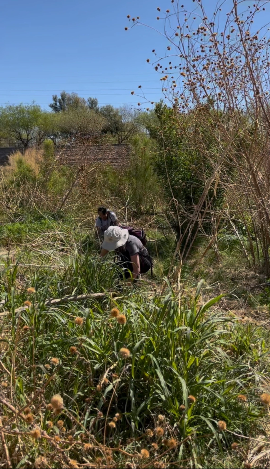 Teachers pulling invasive plants at the Santa Cruz River