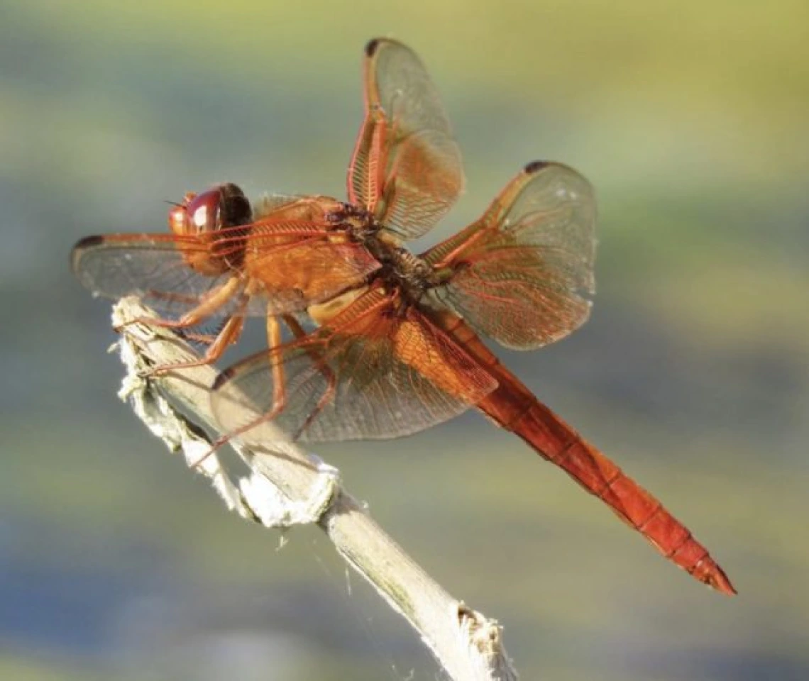 Flameskimmer Dragonfly Festival event photo