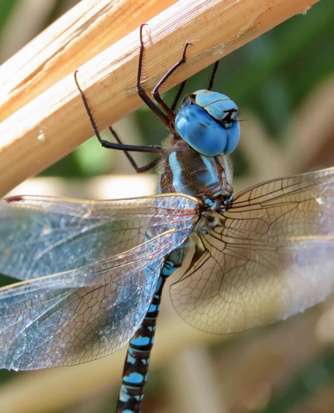 blue eyed darner dragonfly image