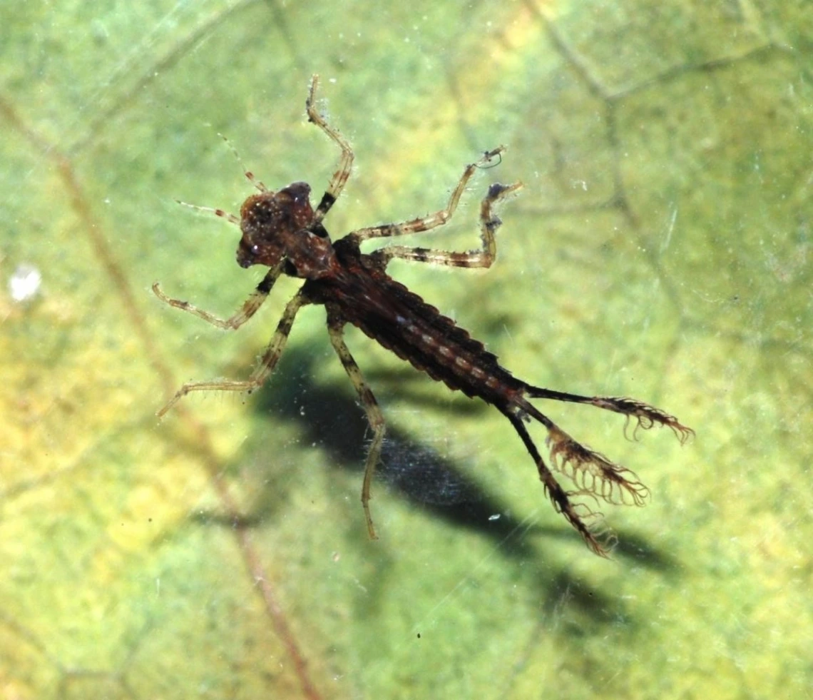 dragonfly larvae image