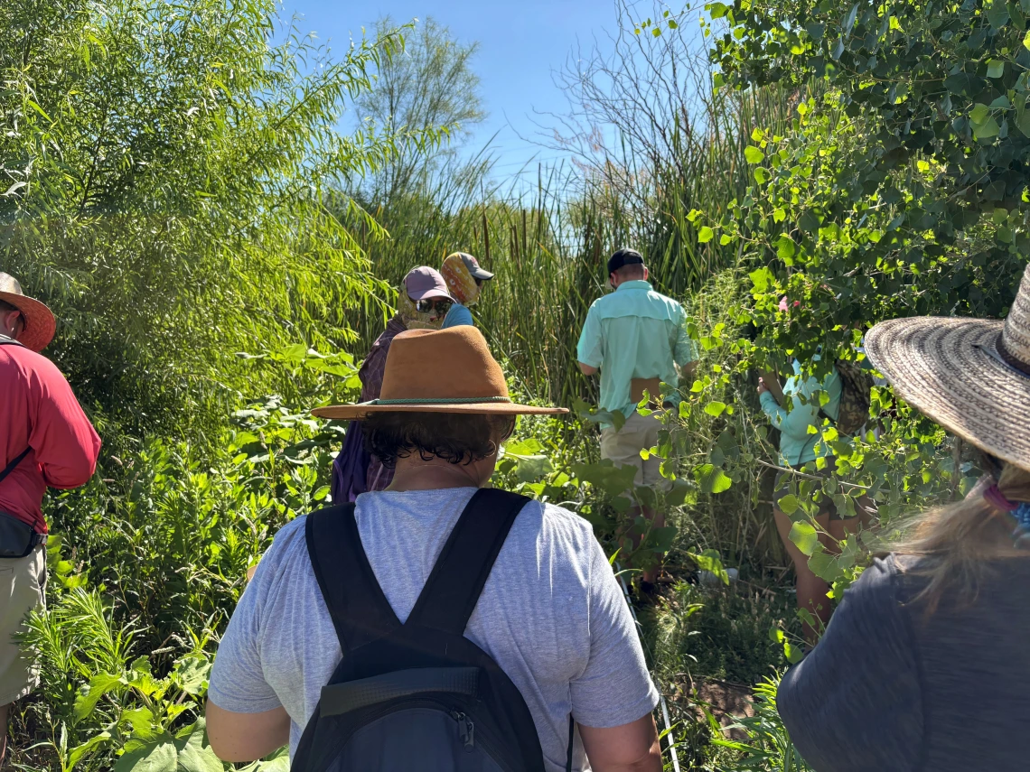 Teachers walking through tall cattails in the Santa Cruz River