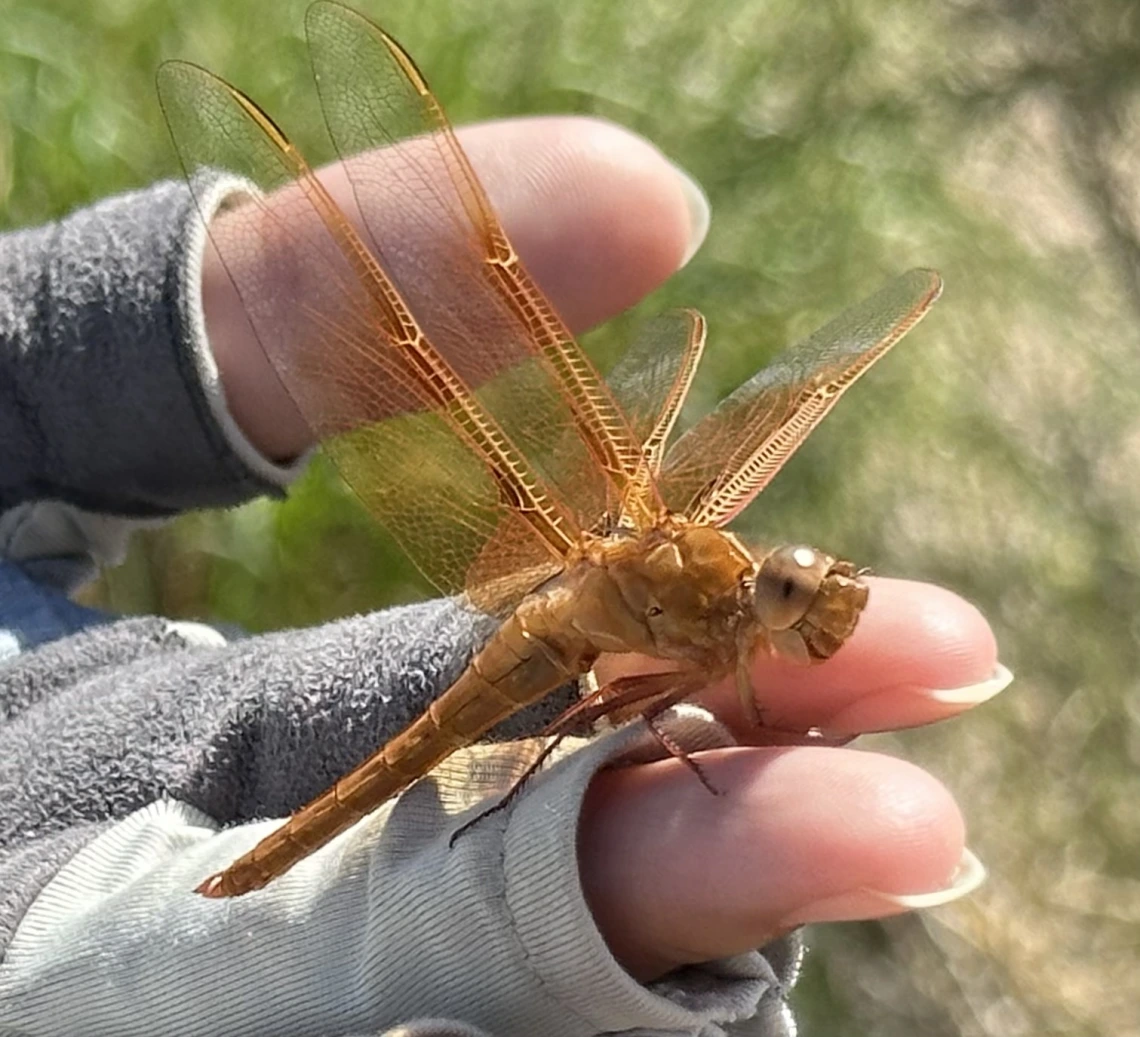 person holding a dragonfly