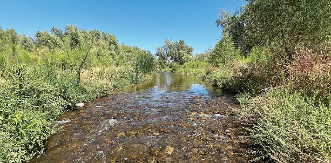 Santa Cruz river habitat image