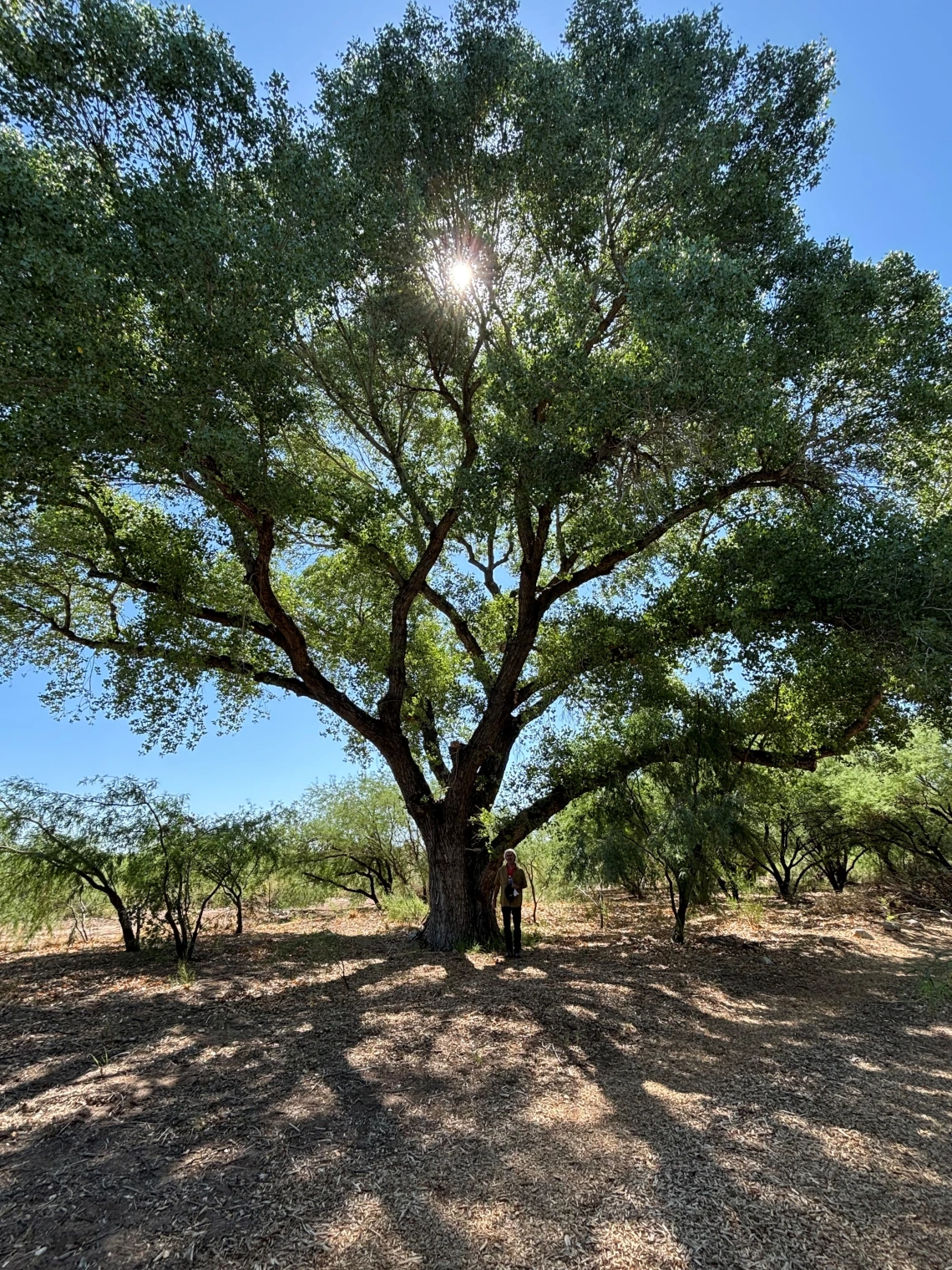 Large cottonwood tree with person standing next to it