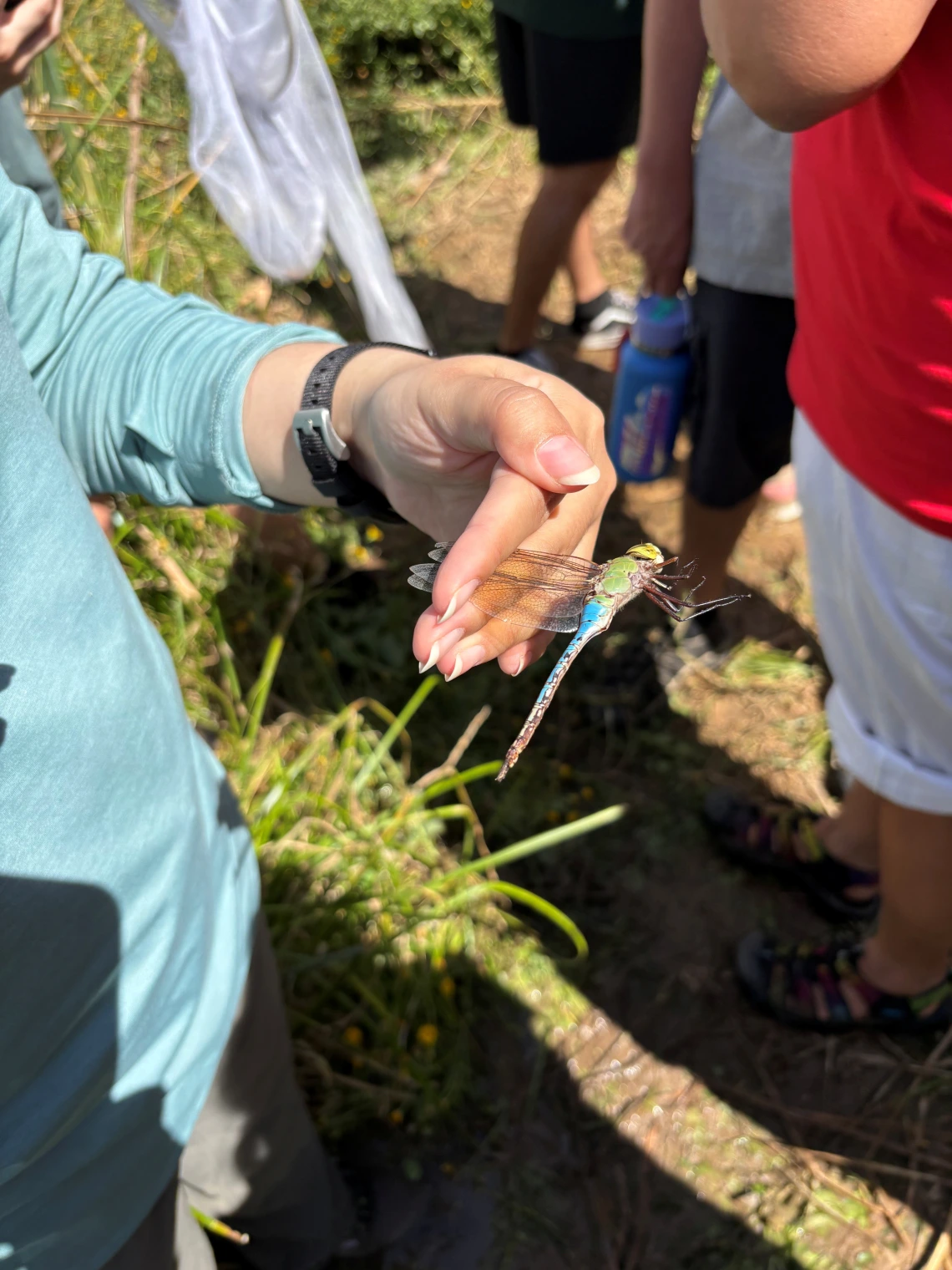 Person holding a green darner dragonfly at the Heritage Project in downtown Tucson