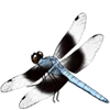 widow dragonfly