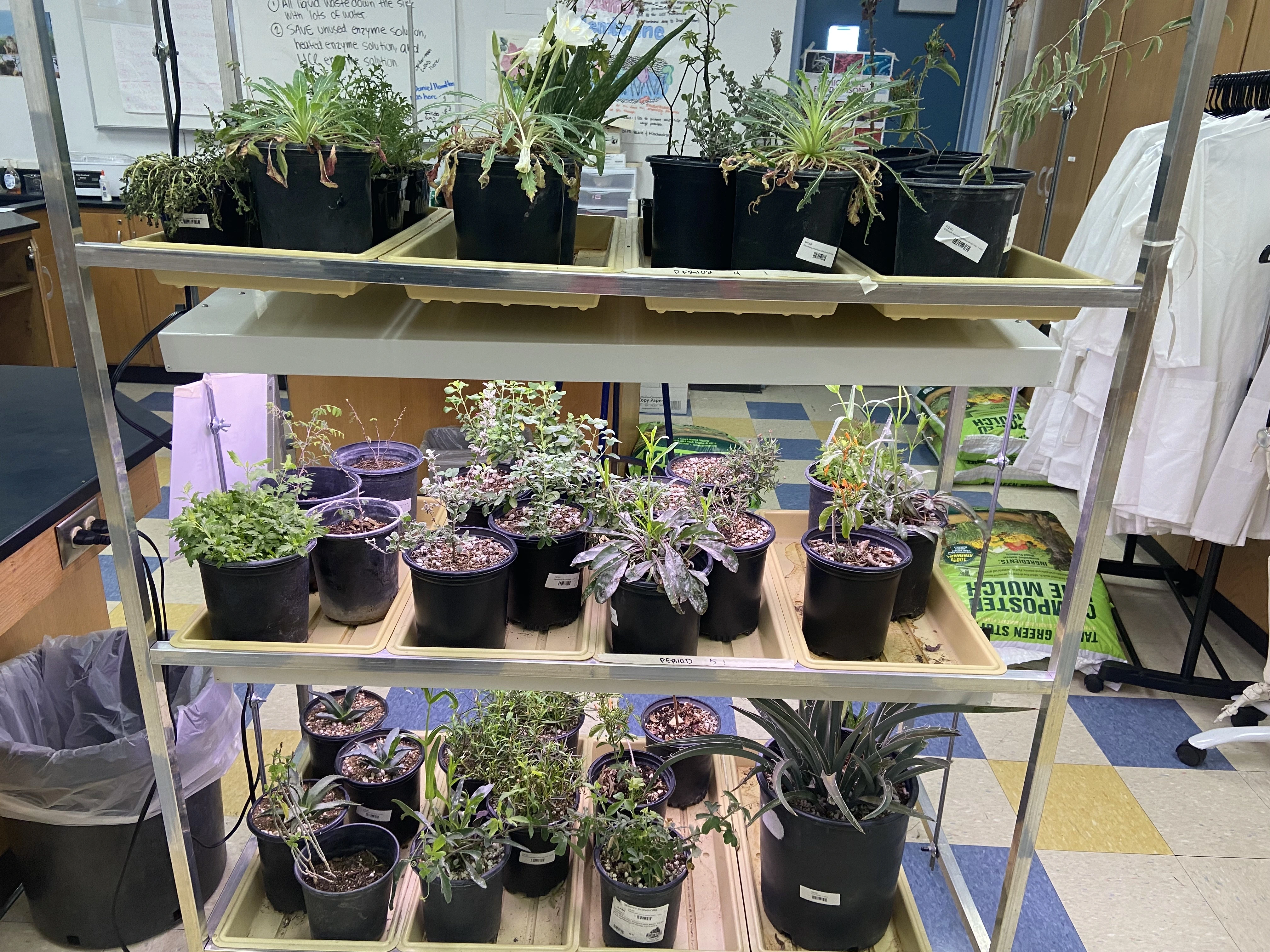 Pollinator plants under grow lights on a shelf