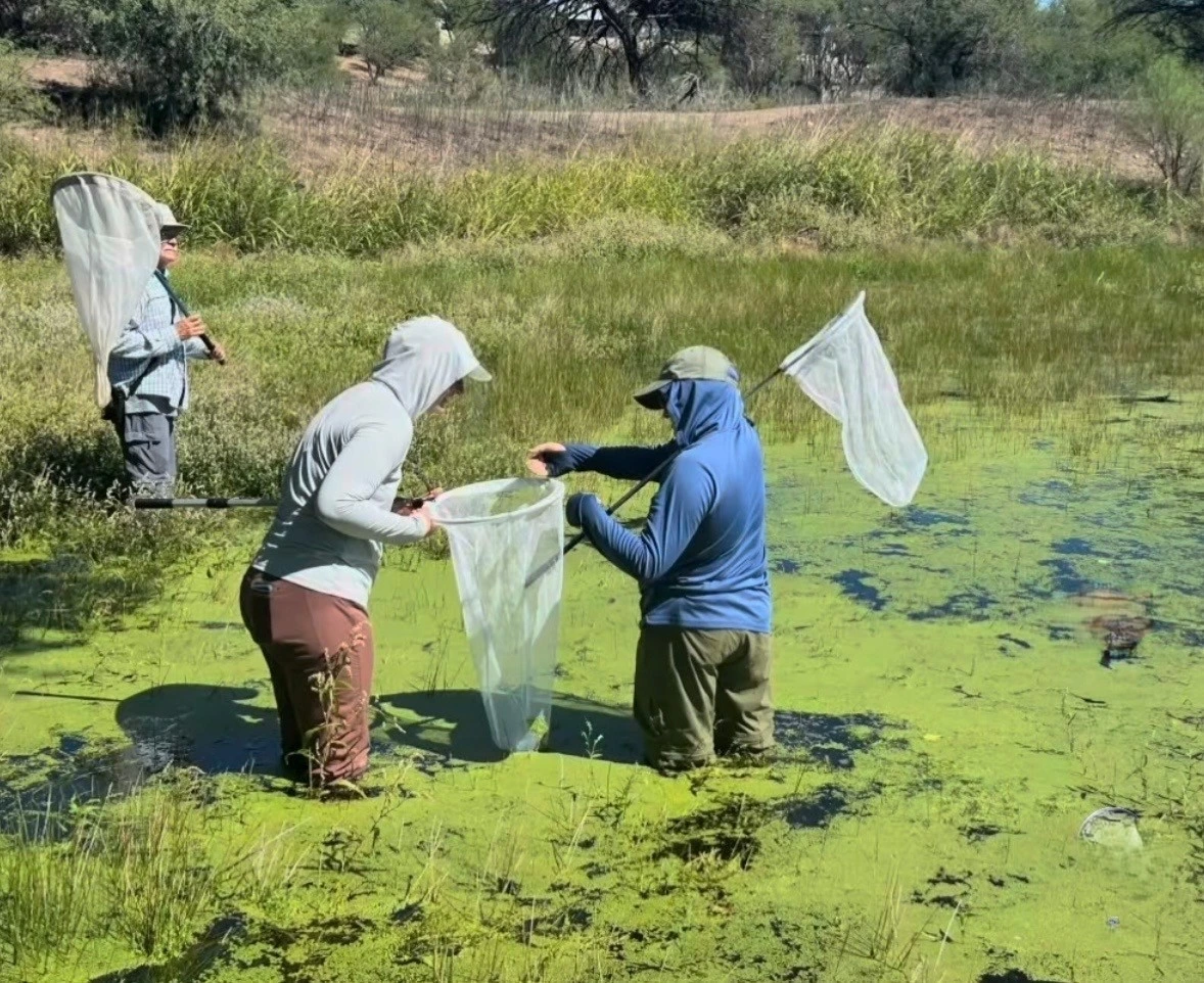 Two people in a pond with dragonfly nets 