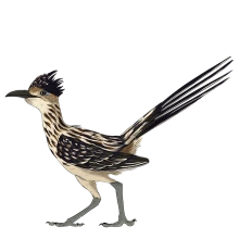 Roadrunner