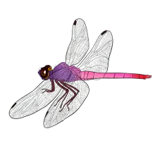 Roseate Skimmer dragonfly