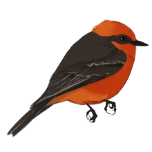 Vermilion Flycatcher