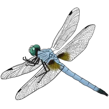 Blue Dasher dragonfly