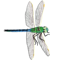 Common Green Darner Dragonfly