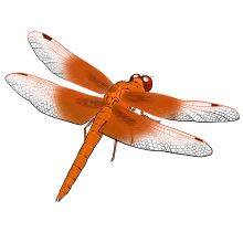 Flame Skimmer dragonfly