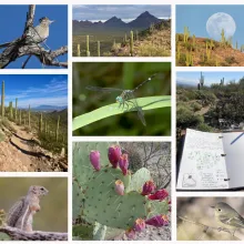 A collection of images from the Sonoran Desert including cactus, birds, dragonfly and moon, 