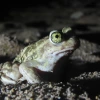 Couch's spadefoot toad